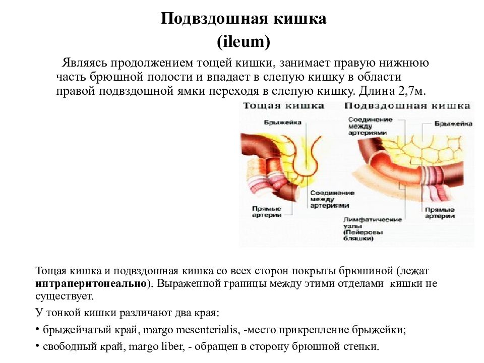 Боль в нижнем отделе прямой кишки. Терминальный отдел подвздошной кишки. Терминальный отдел тонкой кишки схема. Подвздошная кишка расположение. Подвздошная кишка терминальный.