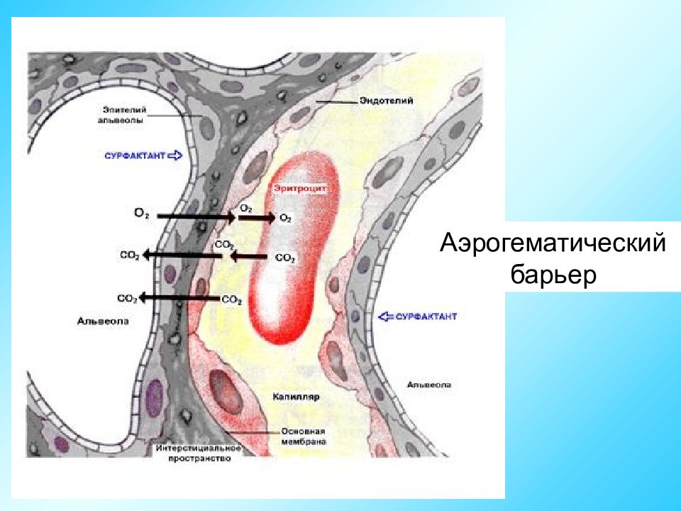 Схема строения аэрогематического барьера