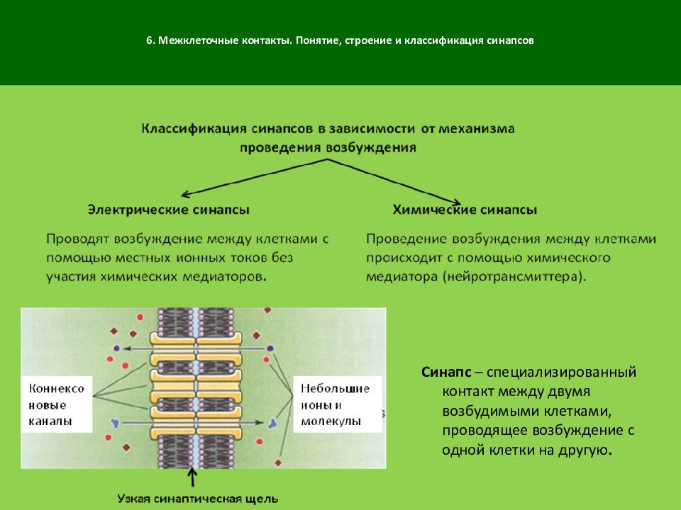 Понятие строение. Образование межклеточных контактов мембраны это. Типы межклеточных контактов. Классификация межклеточных контактов. Строение межклеточных контактов.