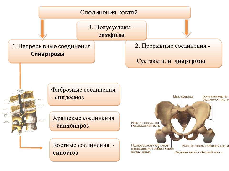 Прерывные соединения костей