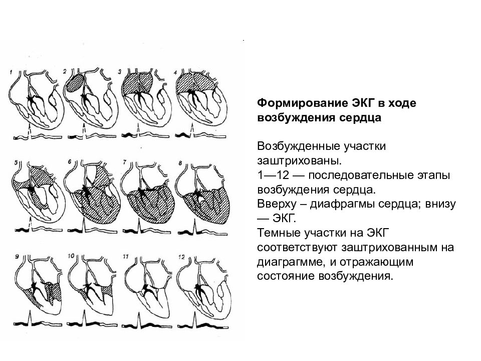 Возбуждение сердца. Формирование ЭКГ. Этапы возбуждения сердца. Формирование зубцов ЭКГ. Формирование возбуждения сердца.