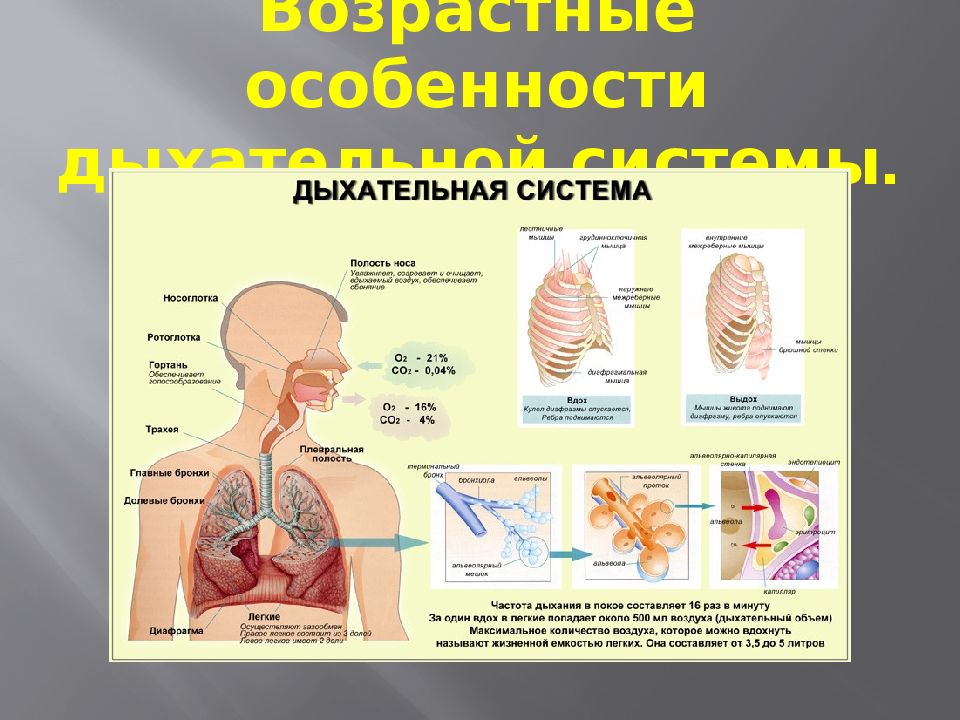 Особенности строения органов дыхания. Дыхательная система человека схема легкие. Анатомическое строение органов дыхания человека.