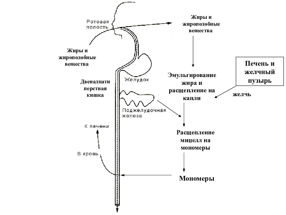 Физиология 1 лекция