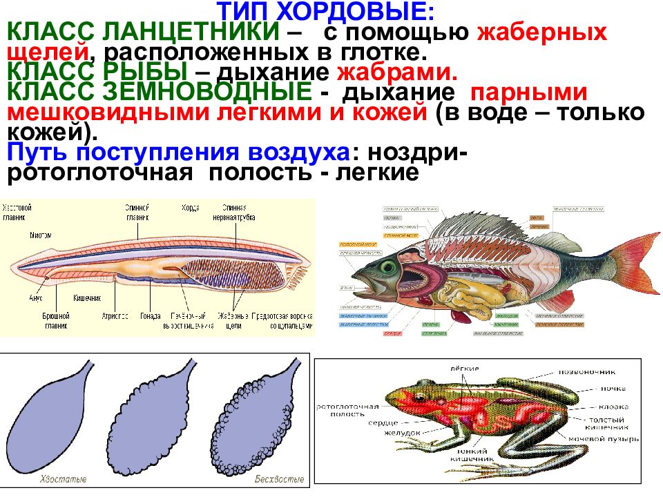 Эволюция хордовых презентация