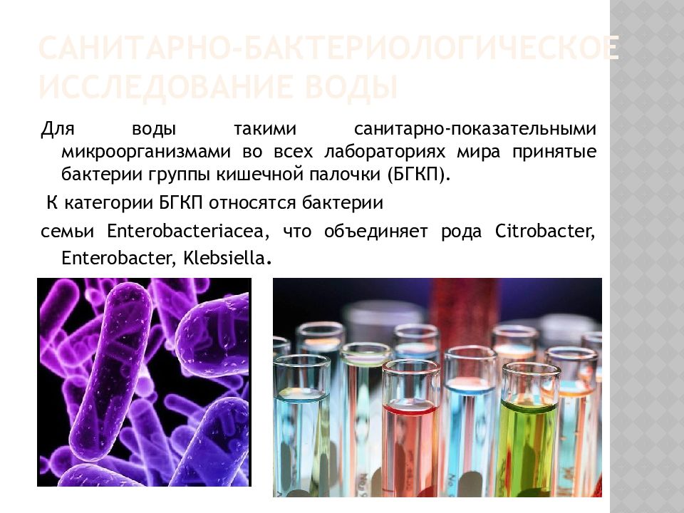 Бгкп. Микрофлора воды санитарно-показательные микроорганизмы. Санитарно-показательные микроорганизмы микробиология. Санитарно показательные бактерии воды. Бактерии группы кишечных палочек в микробиологии.