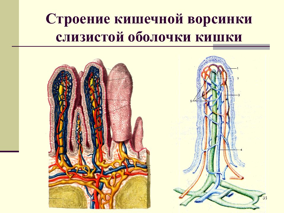 Выберите три верно обозначенные подписи к рисунку на котором изображено строение кишечных ворсинок