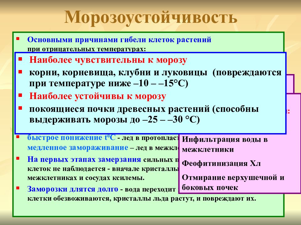 Температура клетки. Морозостойкость растений. Морозоустойчивость растений. Холодостойкость растений. Морозостойкость и холодостойкость растений.