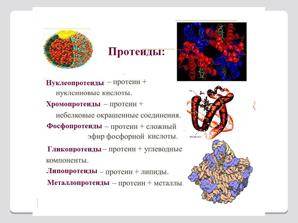 Группы сложных белков