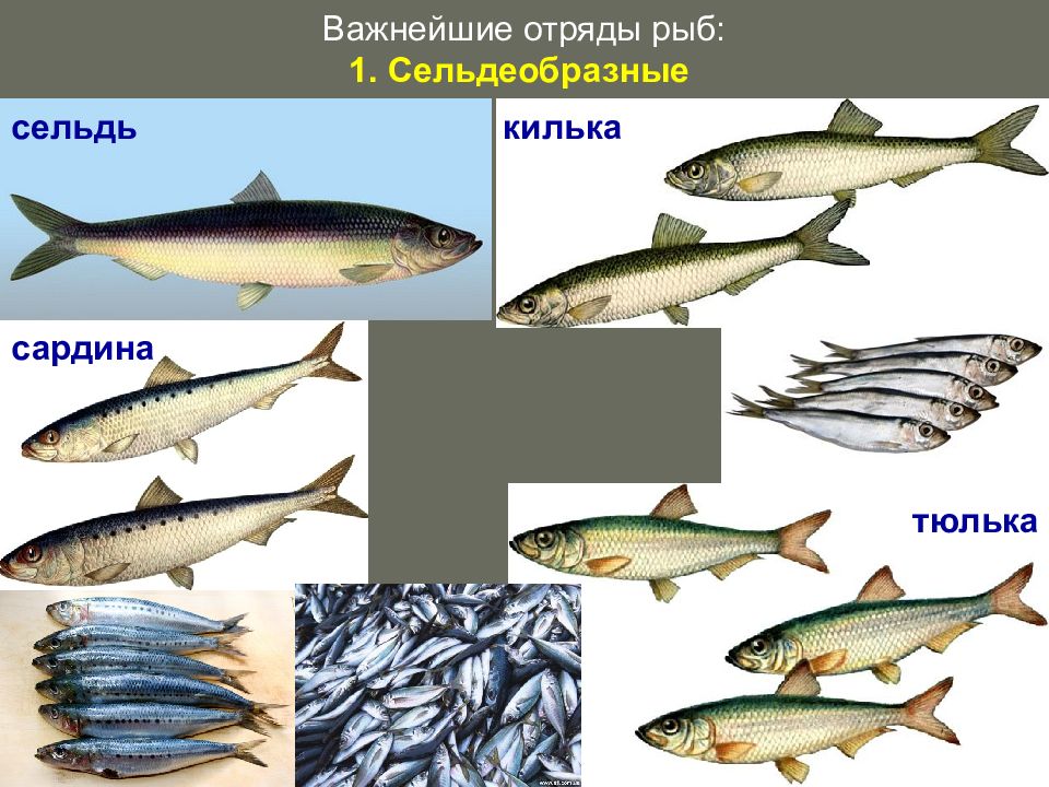 Рыба сардина фото и описание