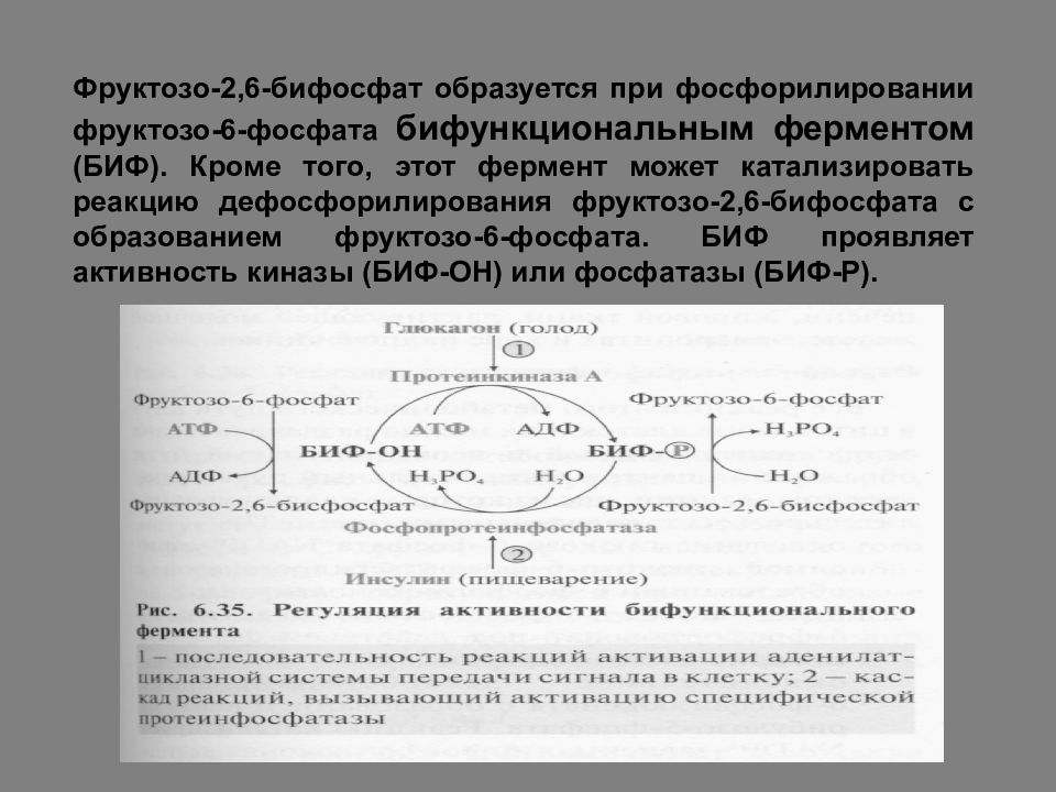 Схема регуляции гликолиза и глюконеогенеза