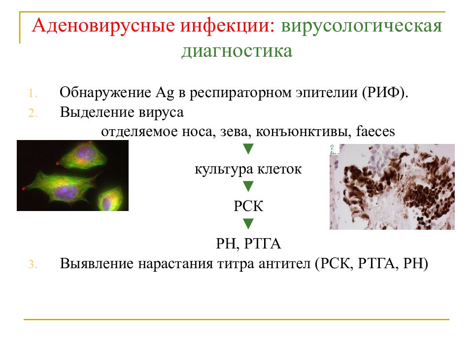 Аденовирусы микробиология презентация