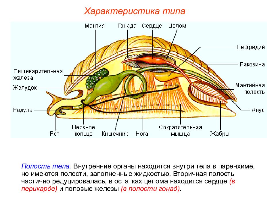 Мантийная полость. Внешнее и внутреннее строение двустворчатых моллюсков. Вторичная полость тела у моллюсков. Органы имеющиеся на голове у двустворчатых моллюсков. Органы чувств класса двустворчатых моллюсков.