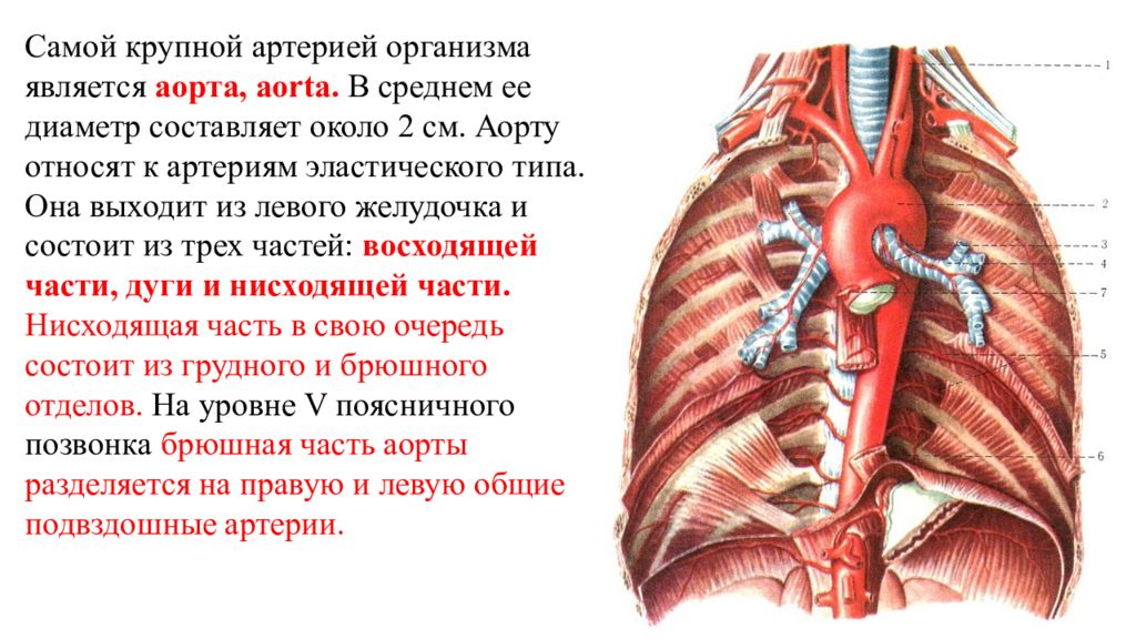 Аорта это. Средостенные ветви аорты. Грудная часть аорты топография. Крупные ветви аорты.