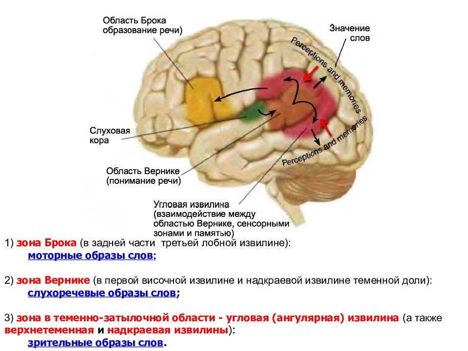 Вторая сигнальная система схема