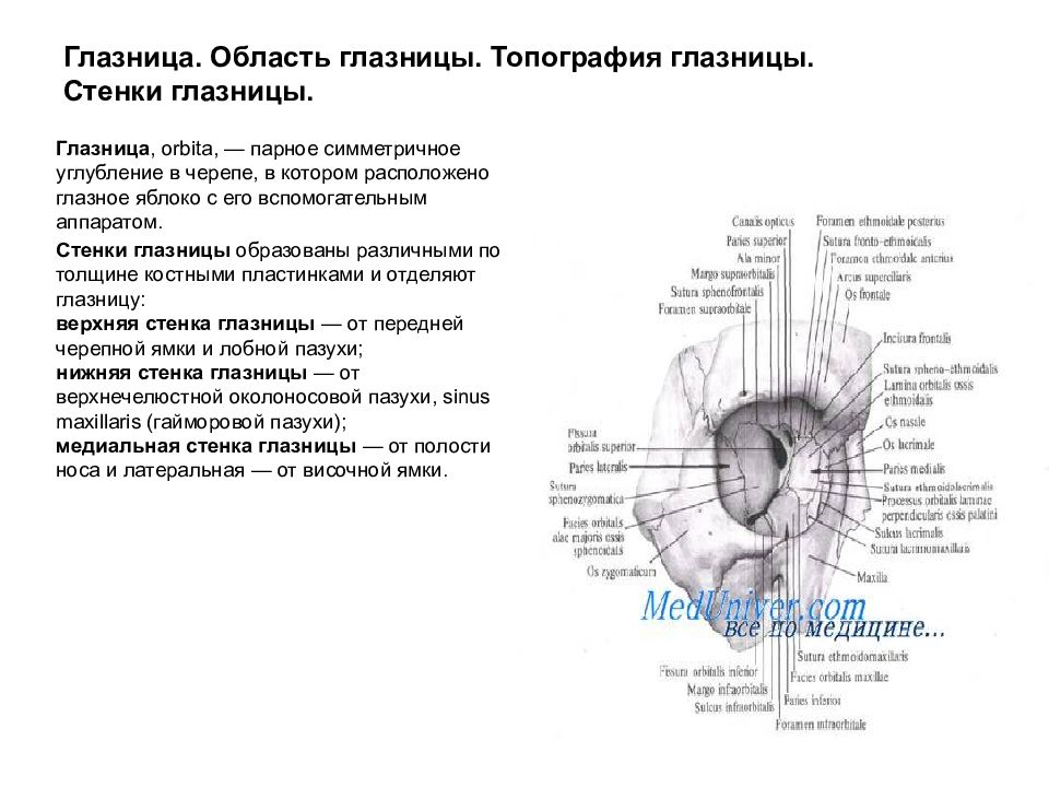 Глазница строение. Топография черепа глазница. Область глазницы топографическая анатомия. Границы глазницы топографическая анатомия. Топография стенок глазницы.