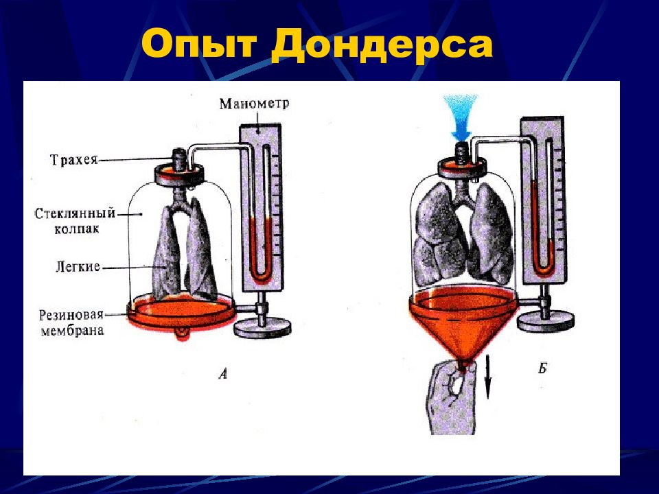 Модель физиолога дондерса