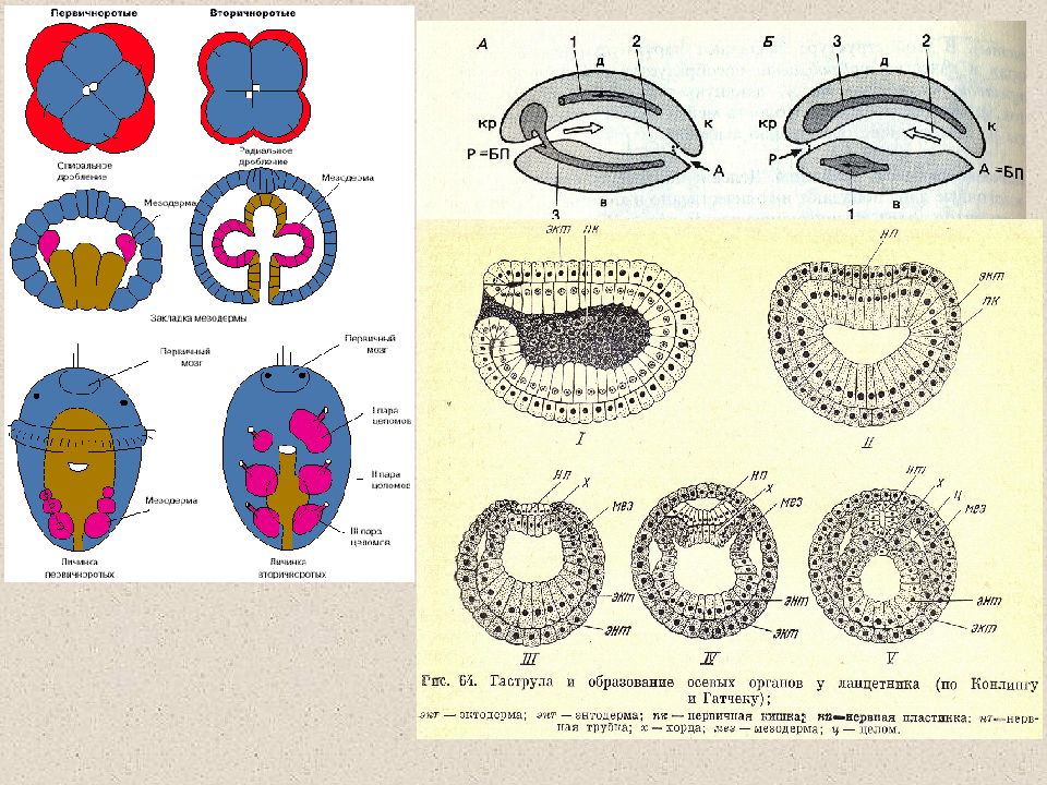 Первичноротые. Вторичноротые эмбриогенез. Вторичноротые гаструла. Эмбриогенез Первичноротые. Зародышевые листки Первичноротые и вторичноротые.