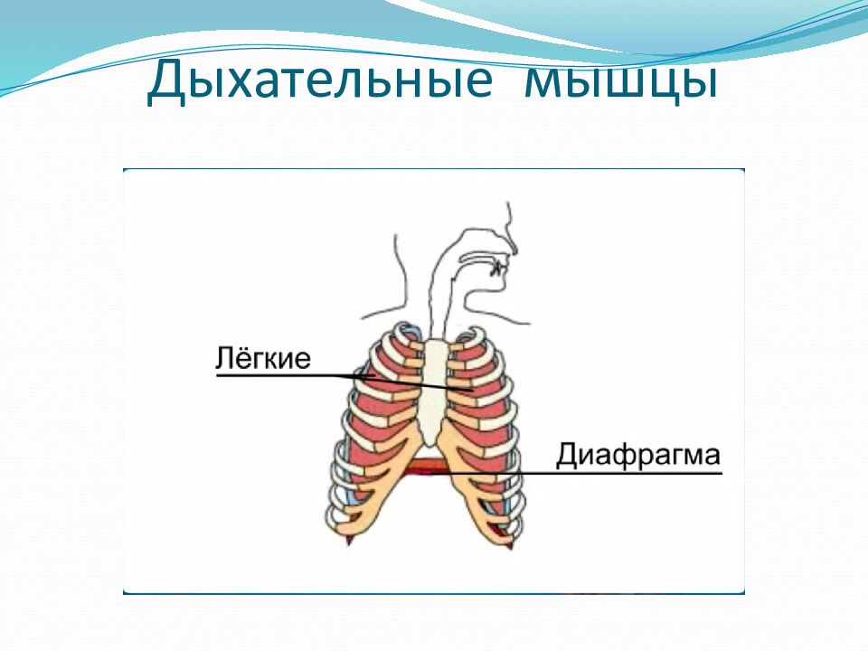 Дыхательные мышцы. Схема дыхательной мускулатуры. Основные и вспомогательные мышцы дыхания. Основные дыхательные мышцы. Легкие дыхательные мышцы.