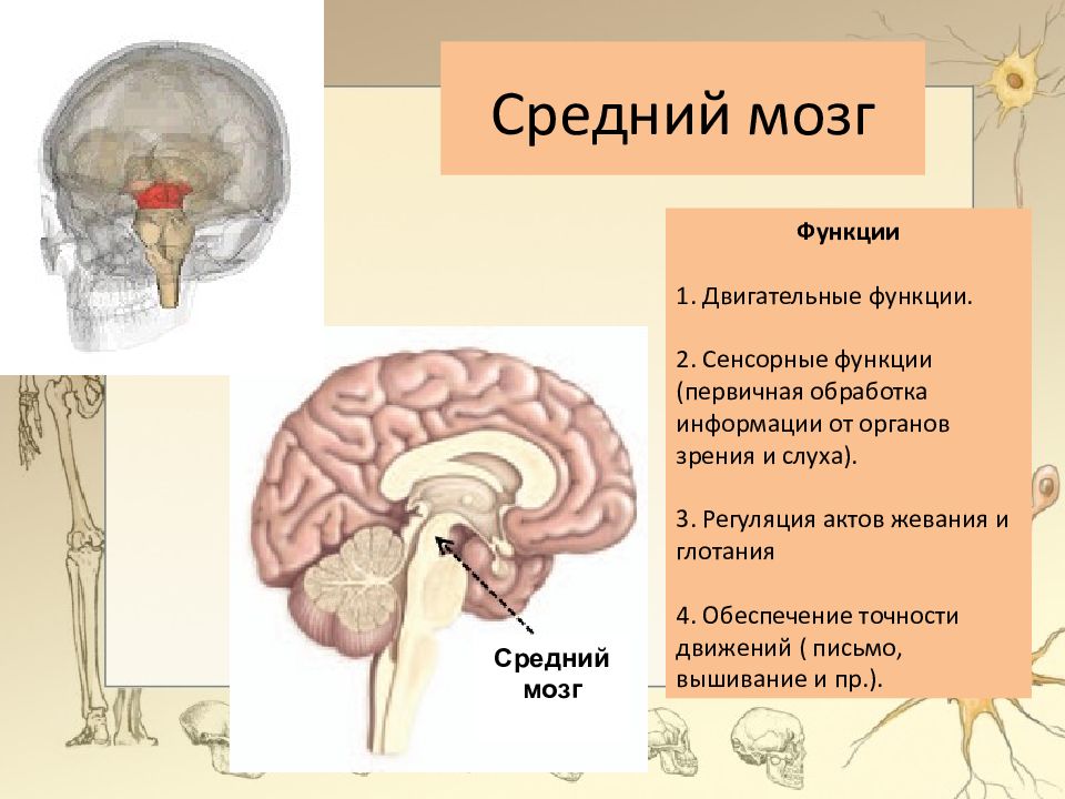 Презентация 8 класс головной мозг строение и функции 8 класс