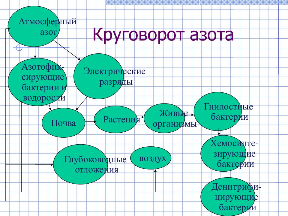 Атмосферный азот. Круговорот грибов в природе. Роль грибов и бактерий в биосфере. Какова роль грибов в круговороте веществ в биосфере. 20. Какова роль грибов в круговороте веществ в биосфере?.