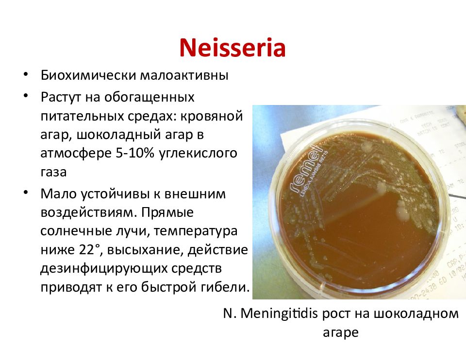 Питательная среда кровяной агар Назначение. Нейссерии микробиология презентация. Шоколадный агар принцип действия. Характеристика патогенных кокков в шоколадном агаре.