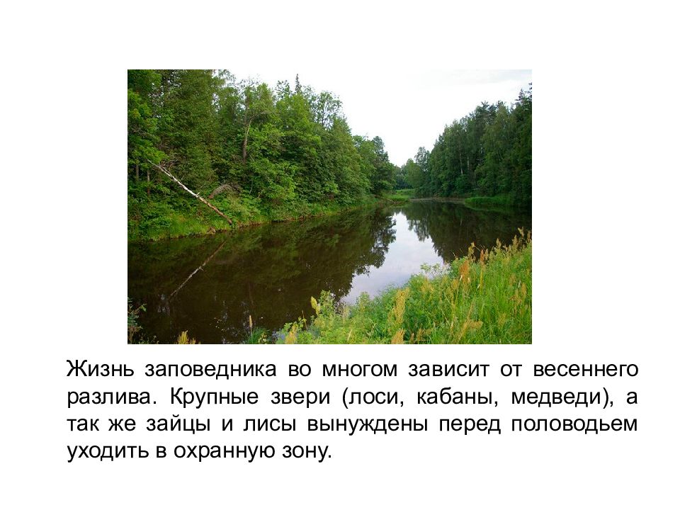 Жизнь в заповеднике. Заповедники Кировской области. Нургушский заповедник. Нургушский заповедник Кировской области. Заповедники Кировской области 4 класс.