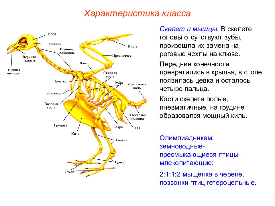 Скелет конечностей у птиц состоит из