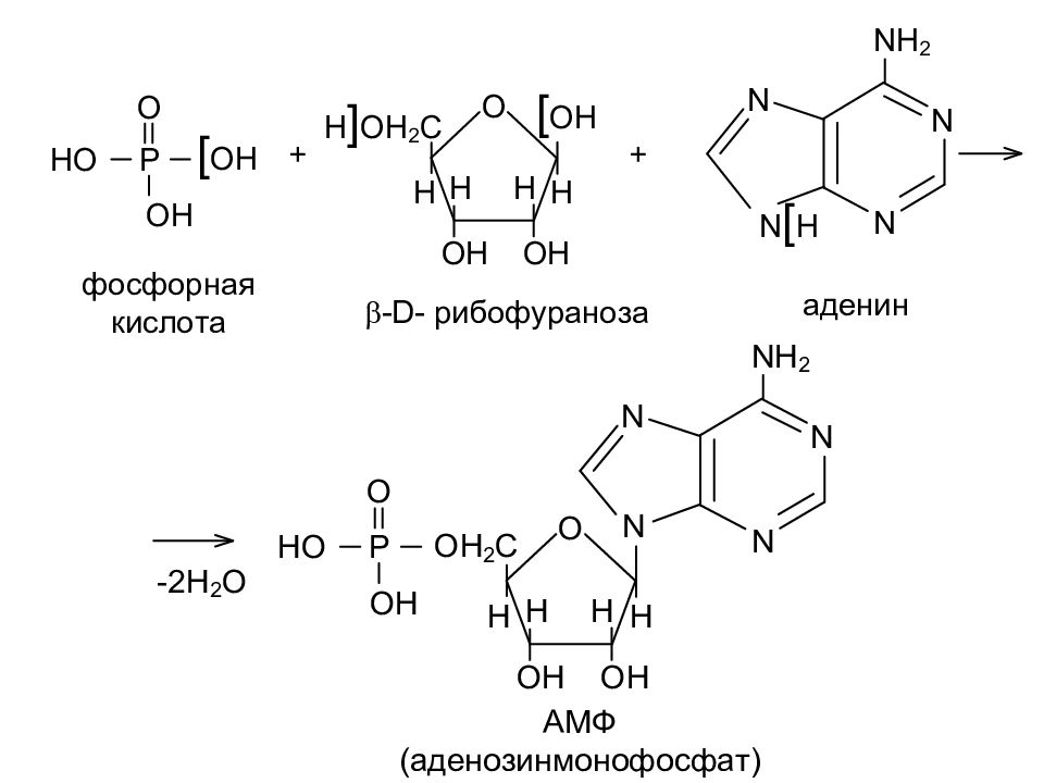 Реакция фосфорной кислоты. Рибоза аденин фосфорная кислота. Прототропная таутомерия Пурина. Прототропная таутомерия аденина. Аденин рибофураноза фосфорная кислота.