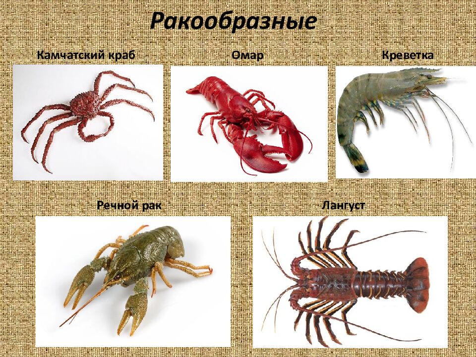 Нерыбные морепродукты. Обработка и подготовка к приготовлению