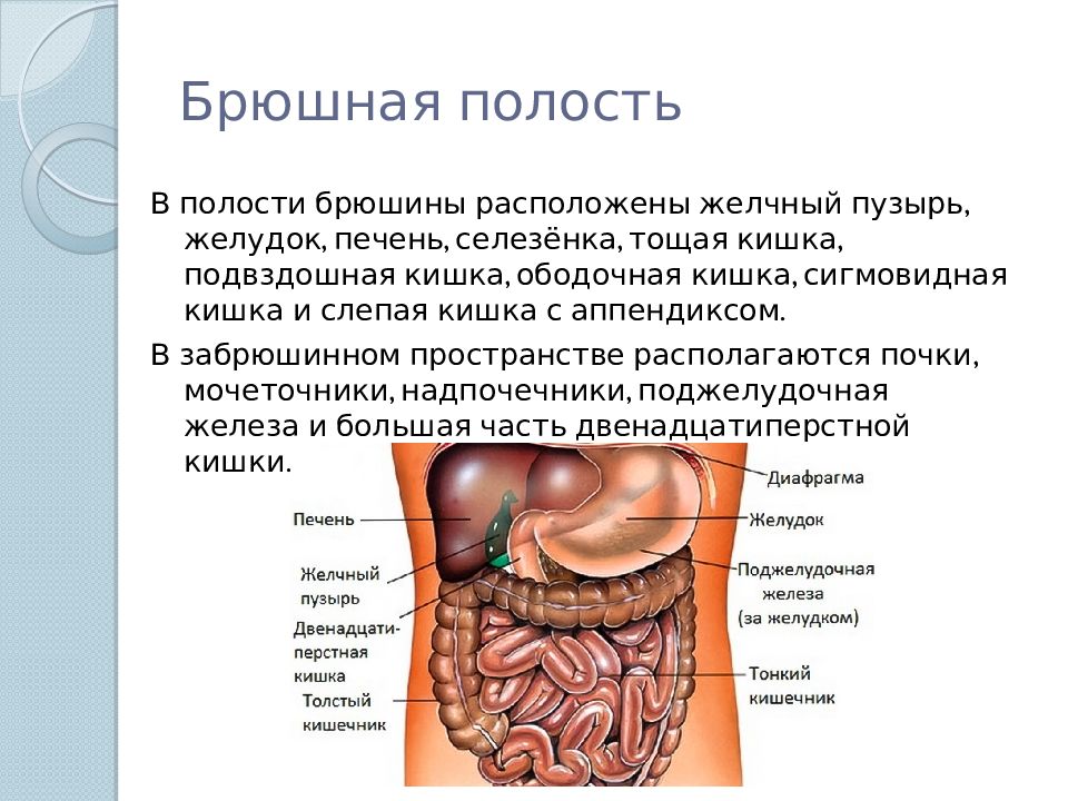 Анатомия внутренних органов человека брюшной полости схема расположения в картинках с подписями