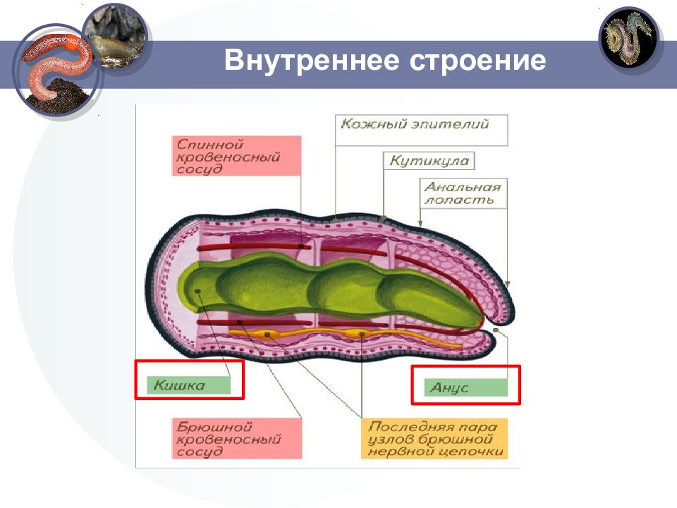 Кольчатые черви особенности строения. Гусеница внутренне строение. Основные функции внутреннего строения кольчатого червя.