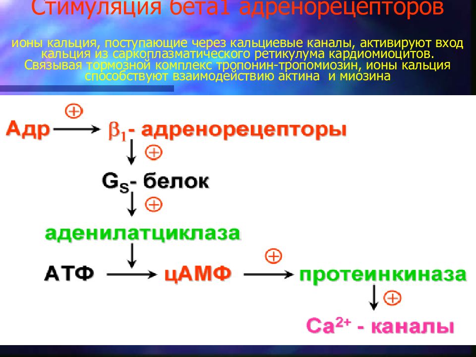 Ионы кальция катион. При образовании ионов, кальций:. Стимуляция бета 1 адренорецепторов. Взаимодействие тропонина с кальцием. Образование ионов кальция.