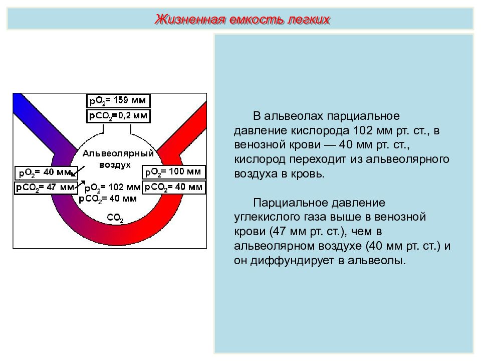 Дыхательная система егэ биология презентация