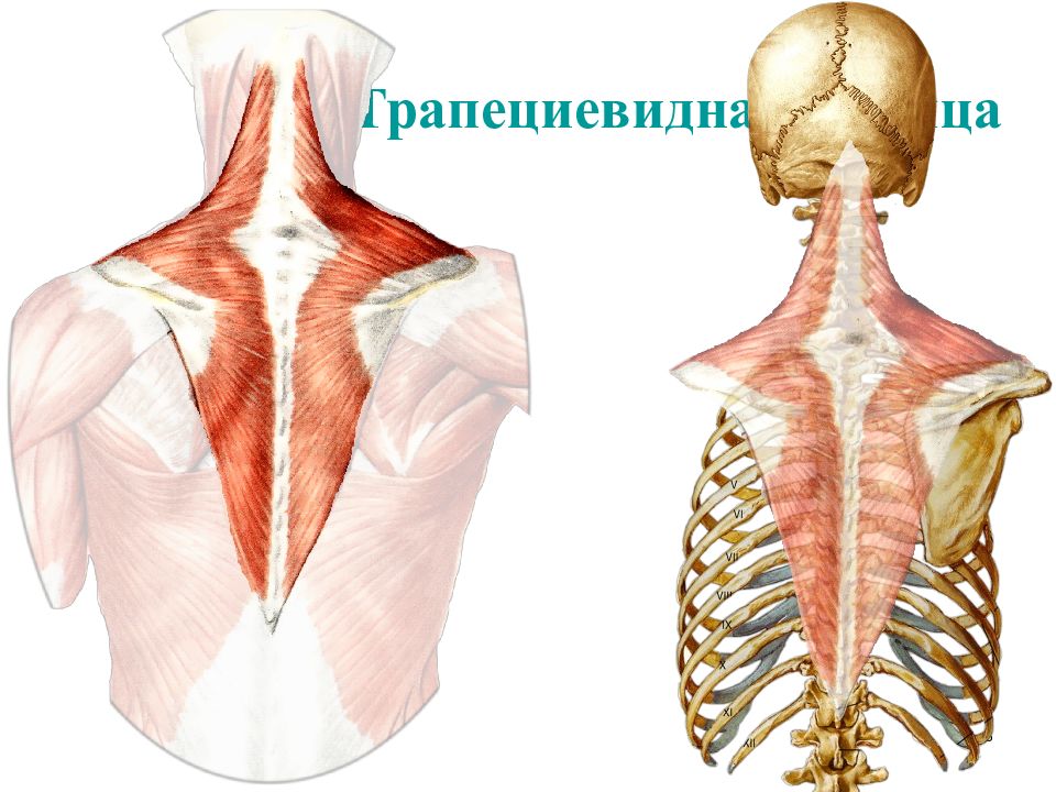 Трапециевидные мышцы фото