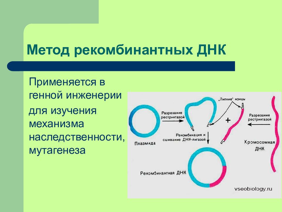 Этапы получения бактерий с рекомбинантной плазмидой