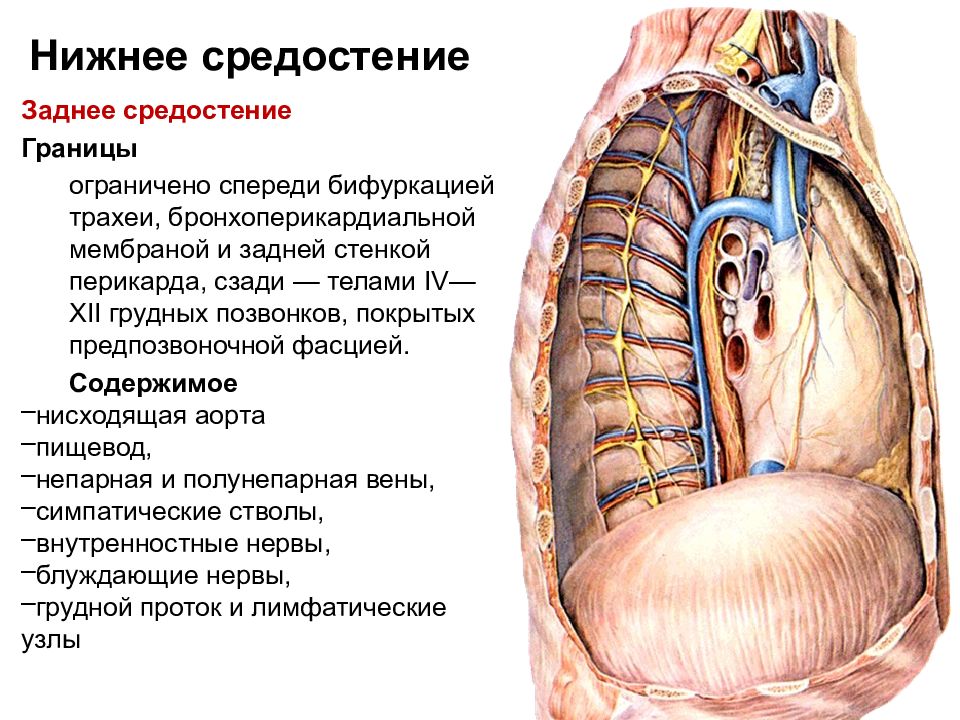 Слои грудной клетки на сагиттальном распиле схема