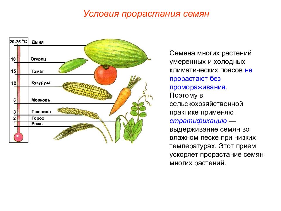 Цветок плод семя презентация