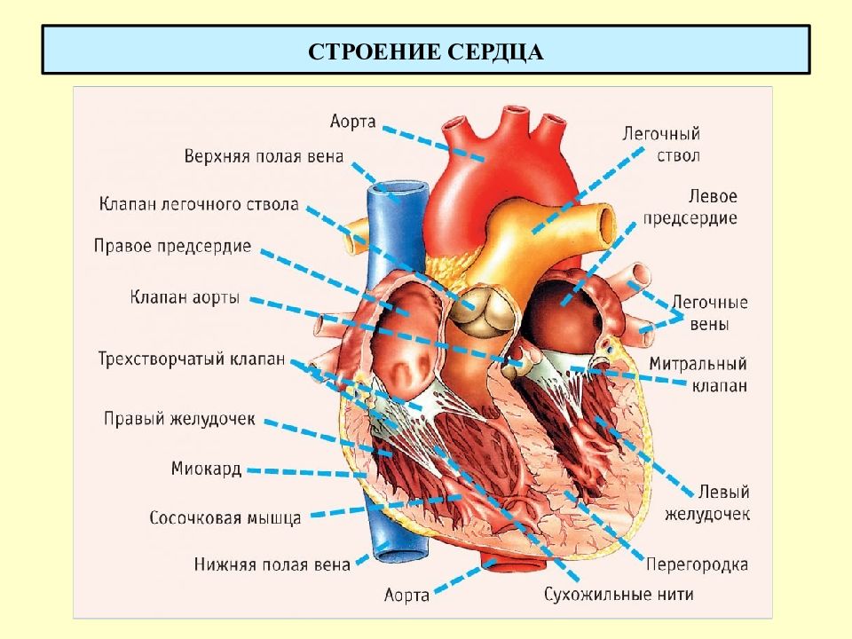 Рисунок сердце анатомия человека с подписями анатомия