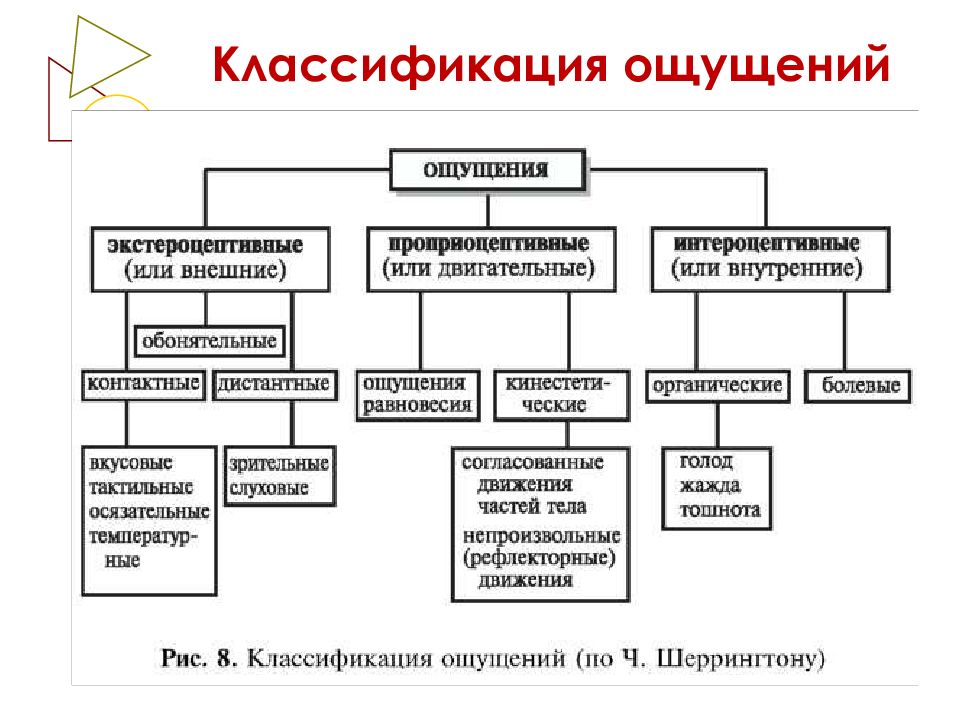 Общие свойства ощущений схема