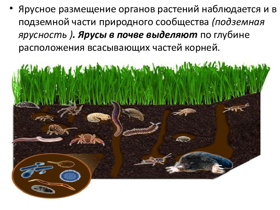 Совместная жизнь в природном сообществе. Почвенные микроорганизмы схема. Микроорганизмы в почве схема. Почва в разрезе. Грунт в разрезе.