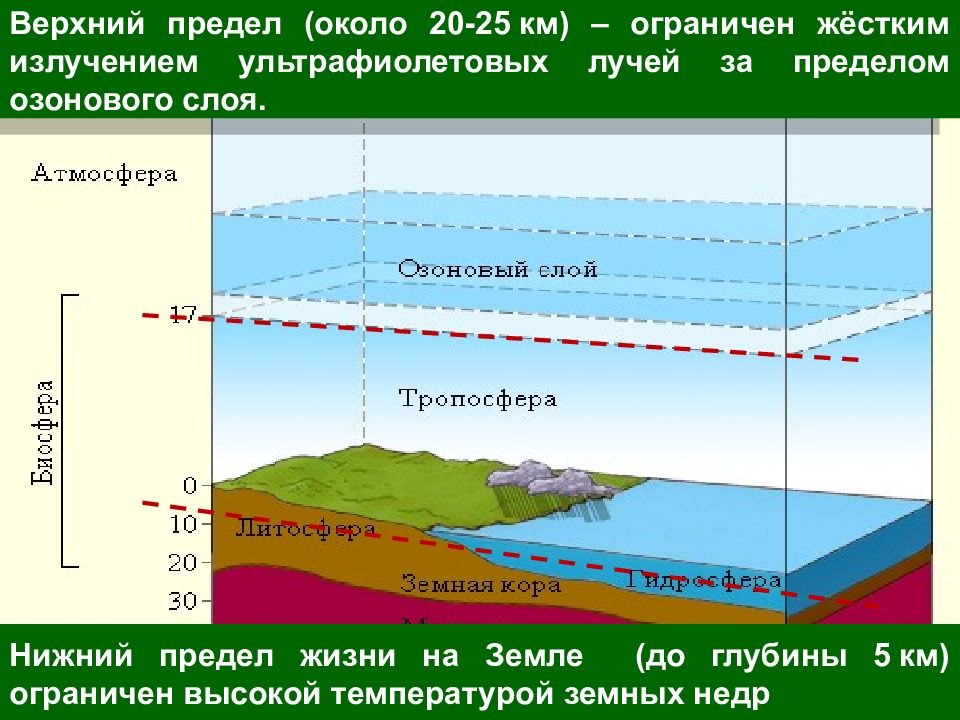 Презентация живая оболочка земли