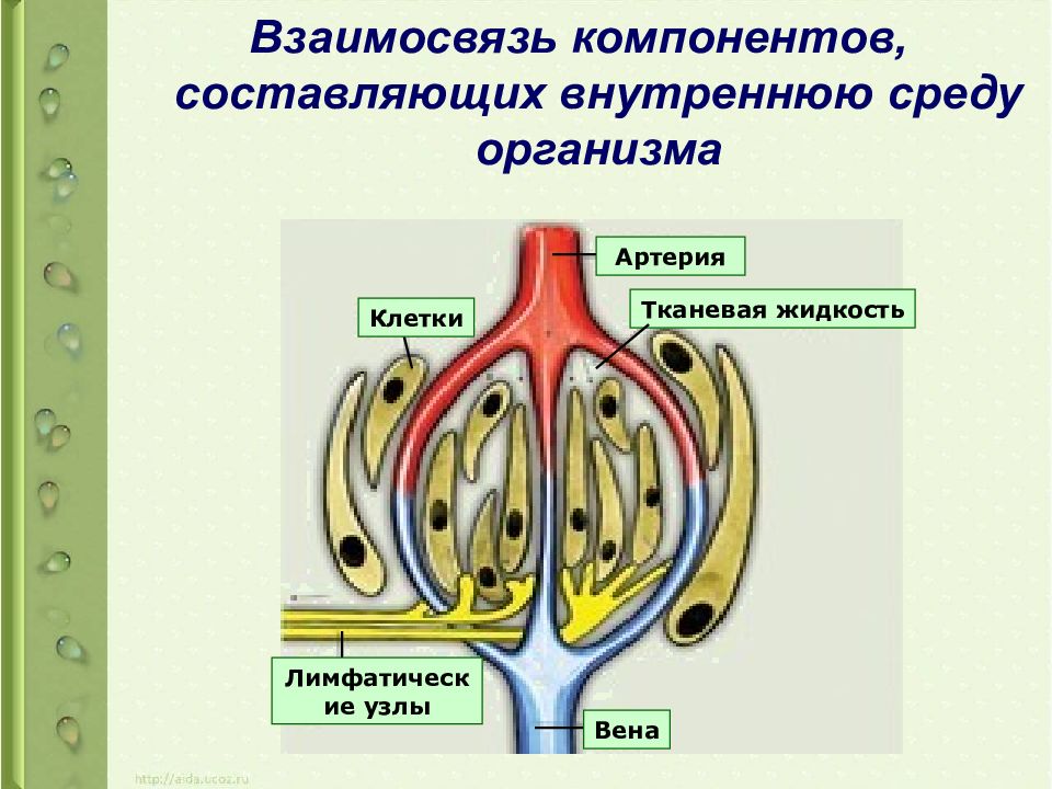 Выберите функцию лимфы рассмотрите схему внутренней среды организма