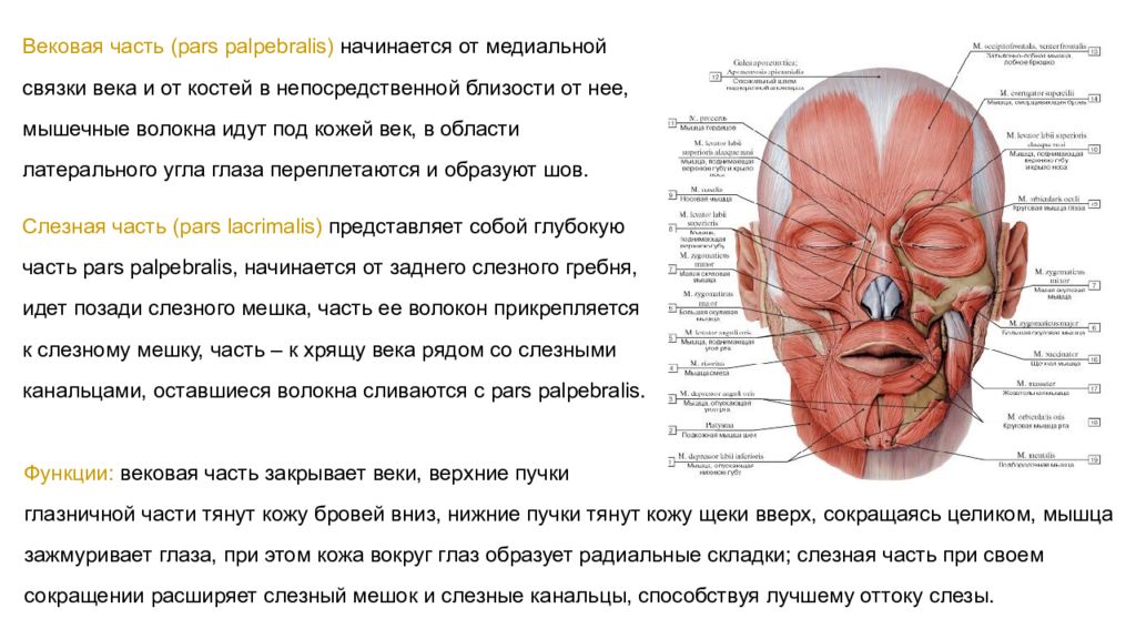 Мышца опускающая голову. Мышца поднимающая верхнее веко. Мышца поднимающая вернхнее века. Мышца поднимающая верхнее веко анатомия. Мышца поднимающую верхнюю веку.