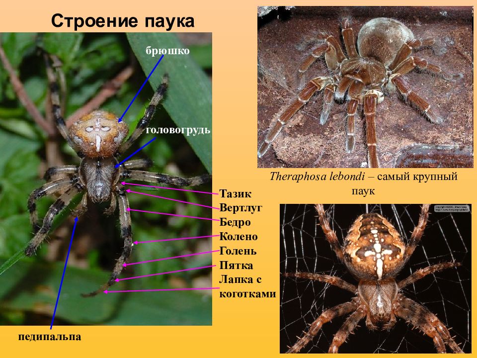 Строение паукообразных. Строение головогруди паука. Строение брюшка паука. Строение паукообразных головогрудь. Строение паука головогрудь брюшко.