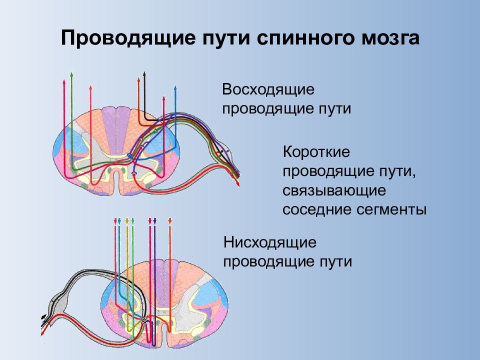 Проводимые пути спинного мозга. Восходящие и нисходящие пути спинного мозга. Восходящий и нисходящий путь спинного мозга. Проводящие пути спинного мозга схема восходящий и нисходящий. Афферентные проводящие пути спинного мозга.