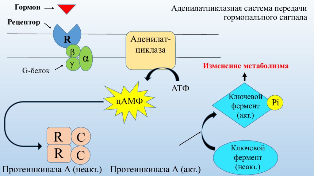 4 путь система. Схема действия гормонов через fltybjkfnwbrkfpye. Систему. Механизм передачи сигнала в аденилатциклазной системе. Схема действия гормонов через аденилатциклазную систему. Аденилатциклазный механизм передачи гормонального сигнала.