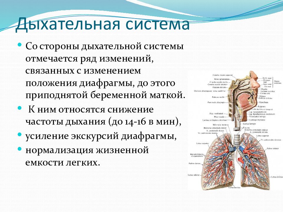 Физиологические изменения в легких. Дыхательная система. Физиология дыхательной системы. Дыхательная система органов дыхания. Изменение дыхательной системы.