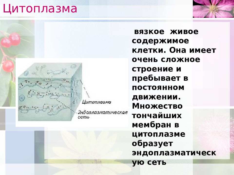 Содержимое цитоплазмы. Цитоплазма функции 6 класс. Цитоплазма и его строение.