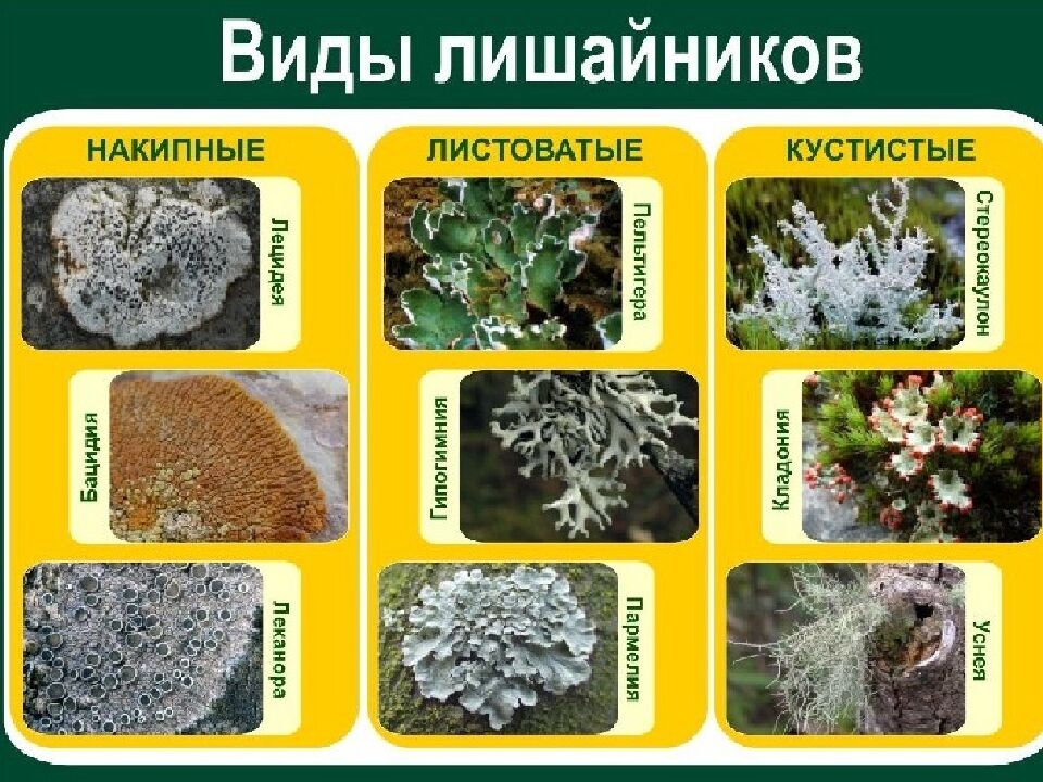 Грибы