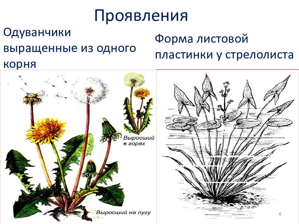 Изменчивость растений. Модификационная изменчивость одуванчика. Корень одуванчика модификационная изменчивость. Ненаследственная изменчивость одуванчик. Форма листовой пластины одуванчика.